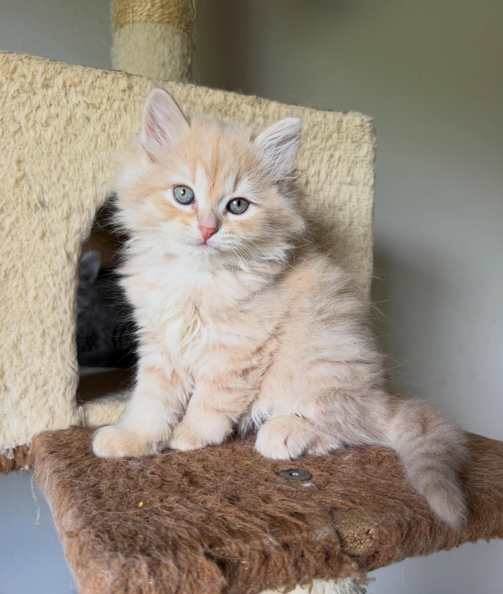 Milo, a male Siberian kitten